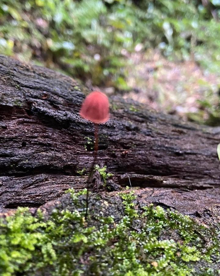 Sitio Metropole - Refugio Na Natureza Piraju Exteriér fotografie